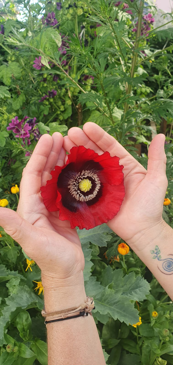 Mohnblüte in Hand gehalten